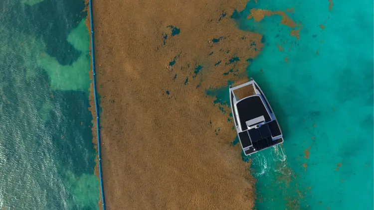 Tau-thu-hoach-rong-mo