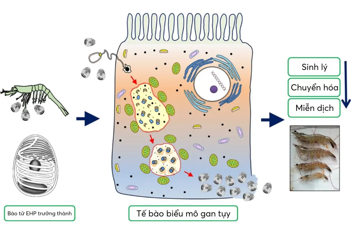 Tôm bị nhiễm EHP có đặc trưng tăng trưởng chậm