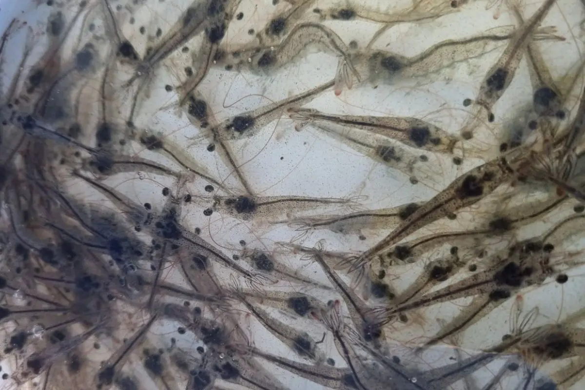 tom-the-11_1719287229