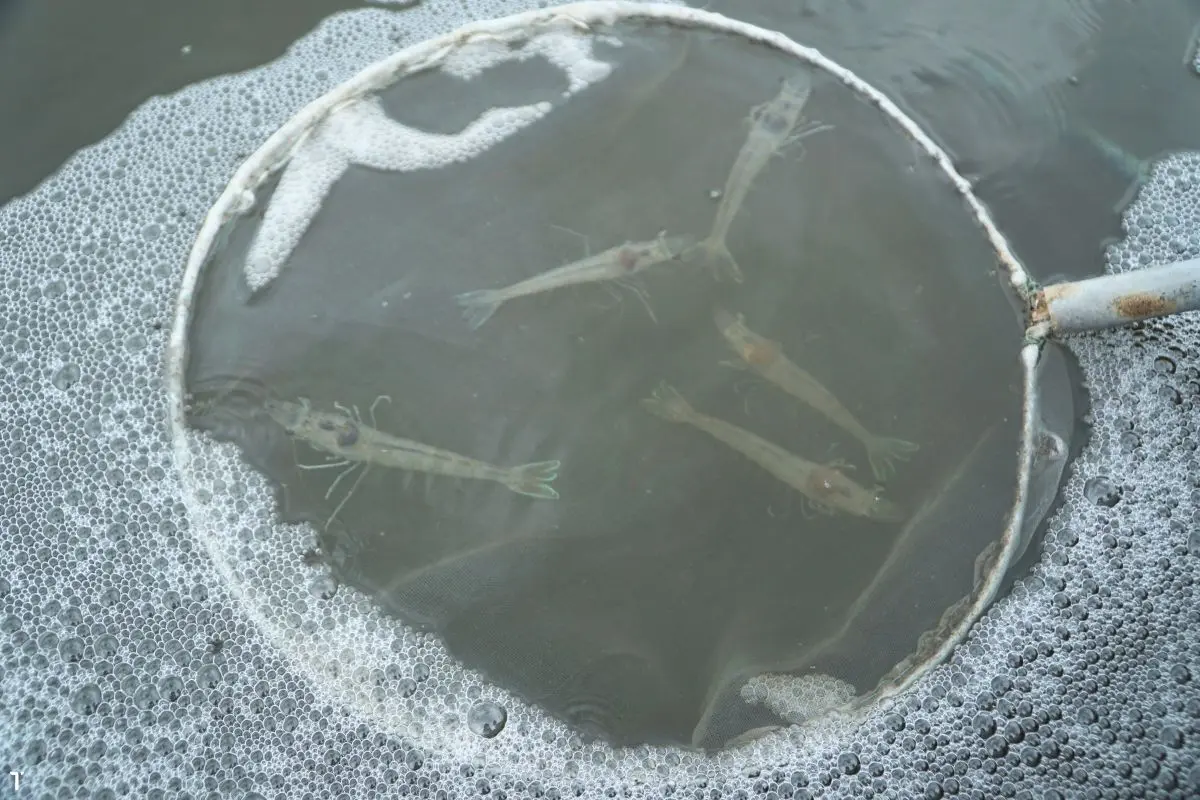 tom-the-chan-trang-1_1719200857