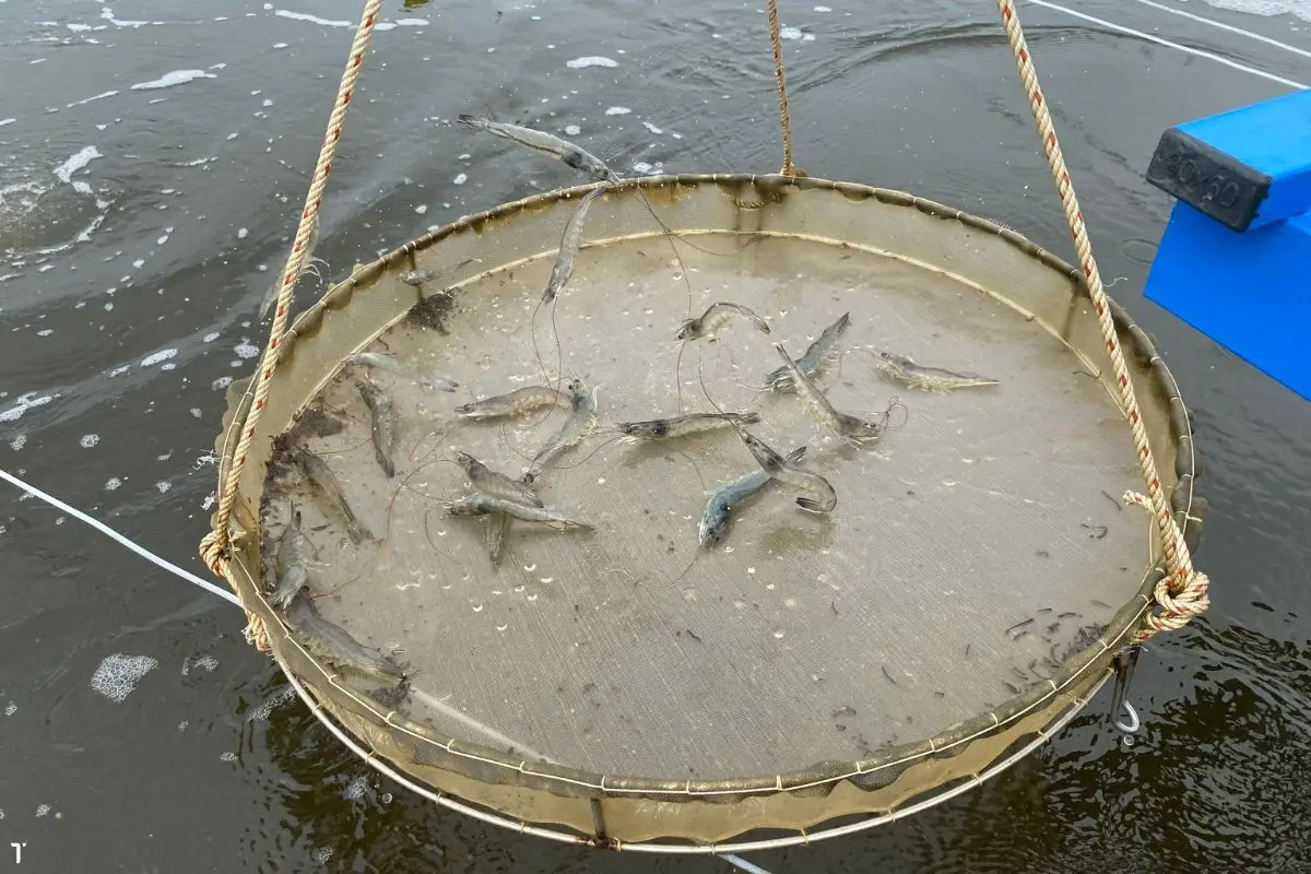 tom-the-chan-trang_1719200826