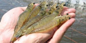 thuoc-cho-tom-va-luu-y-khi-su-dung