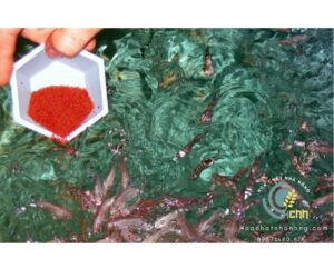 tim-hieu-thuoc-thuy-san