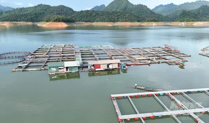 Hồ thủy điện Tuyên Quang phát triển nghề nuôi thủy sản