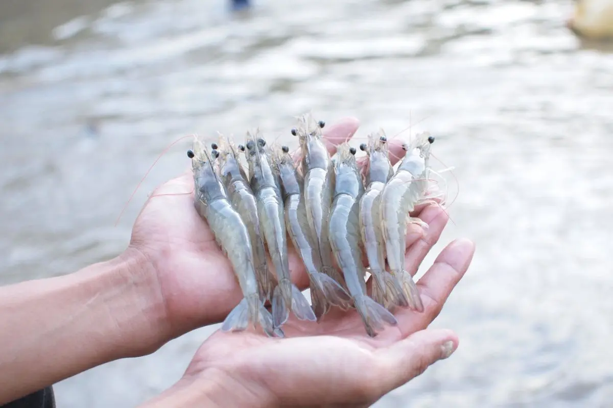 Kênh rạch bị ô nhiễm