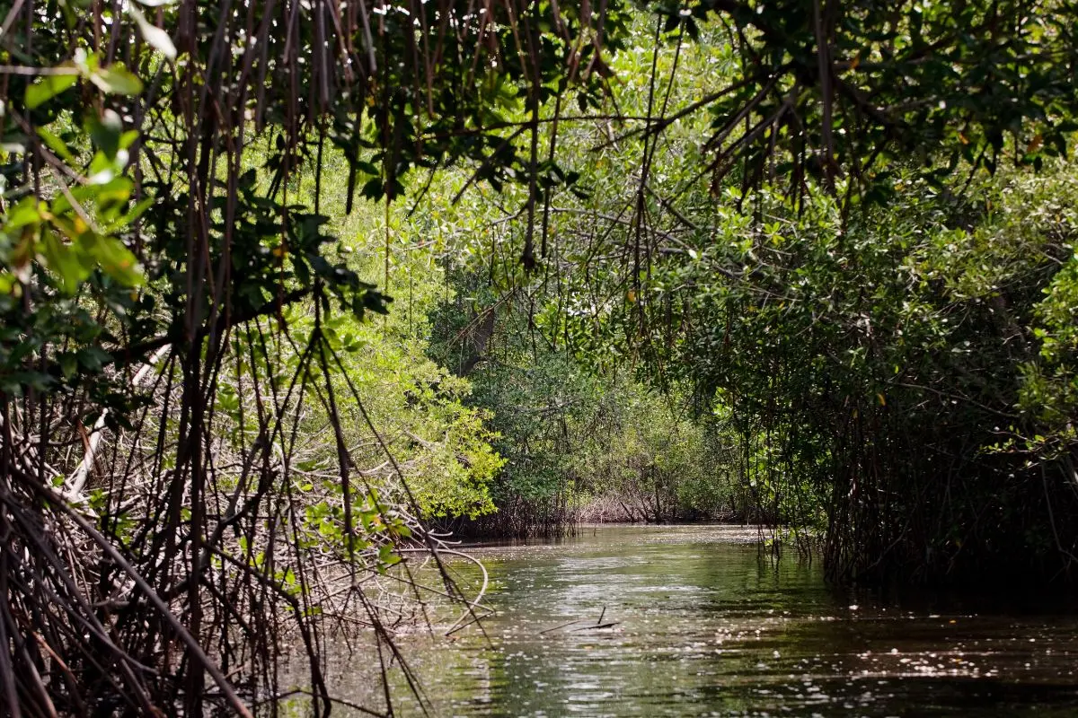 rung-ngap-man-1_1724136744