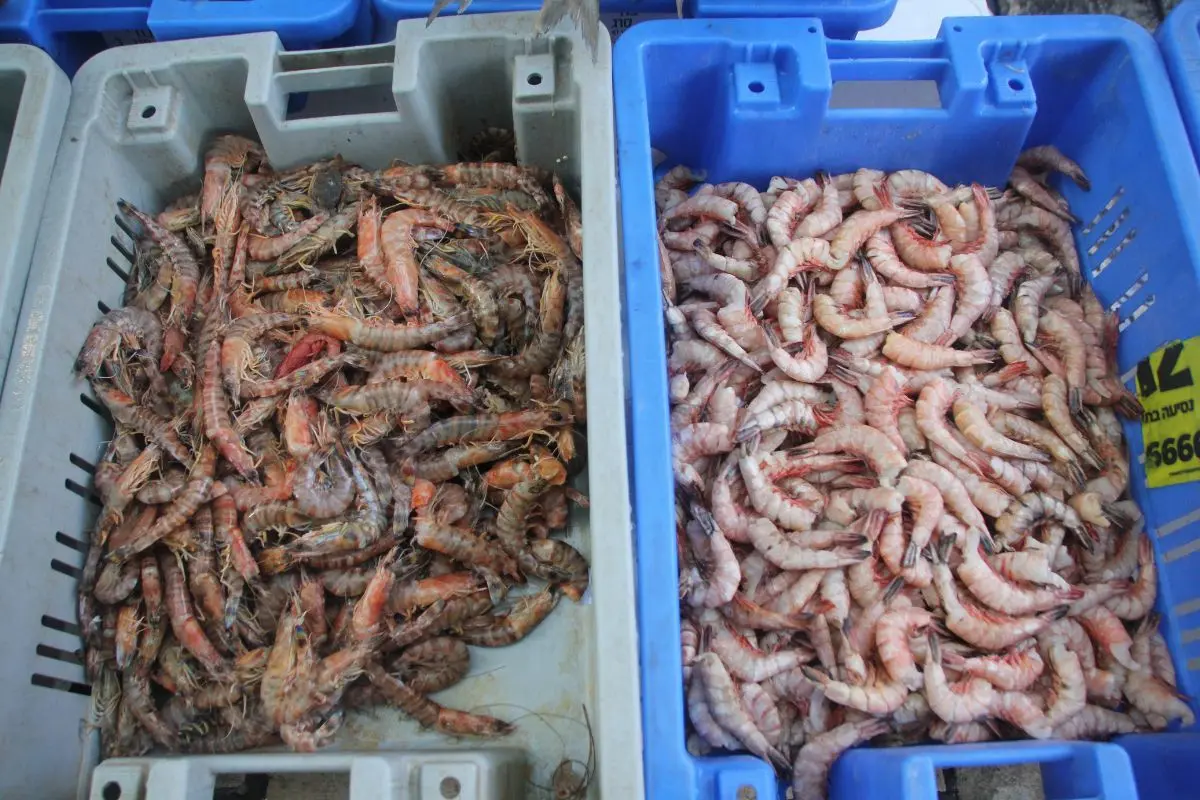 tom-nguyen-lieu-2_1722571692