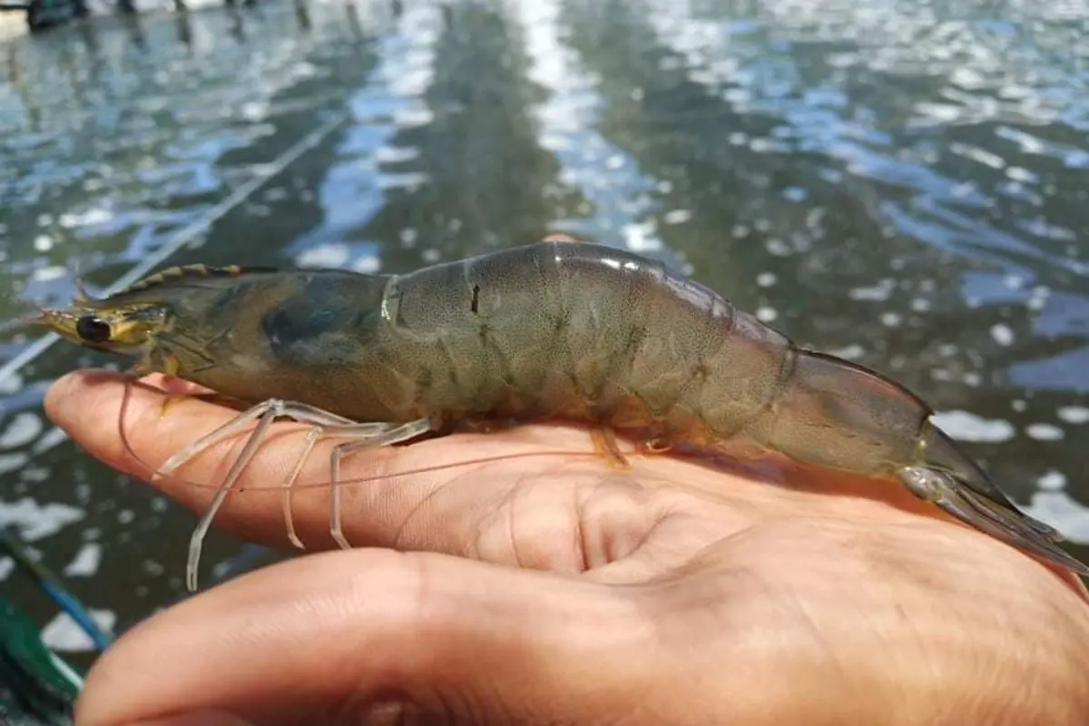 Tôm thẻ chân trắng