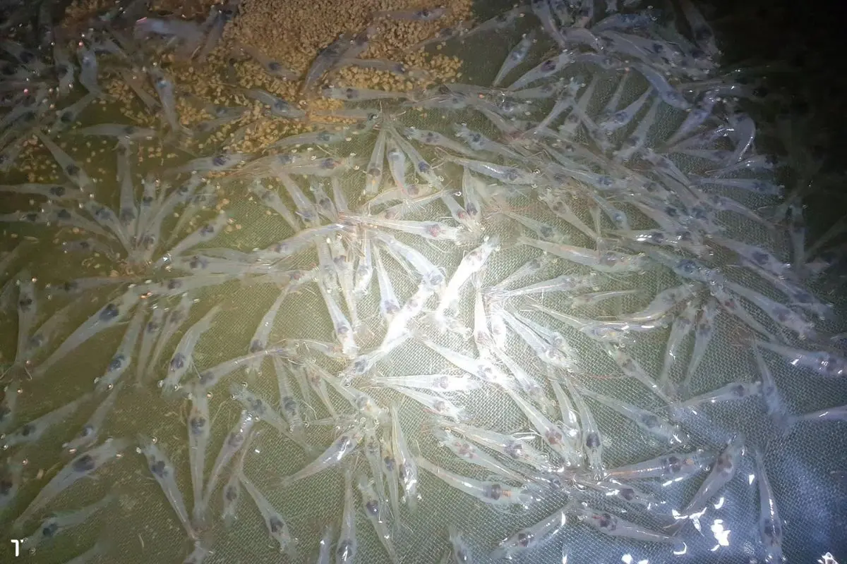 tom-the-dep-1_1722569509