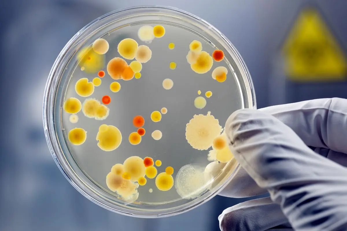 Hệ vi khuẩn ở tôm