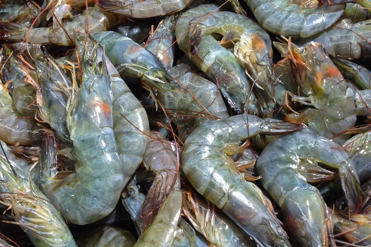 sup-tao-1_1727665098