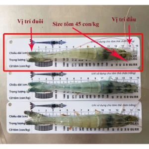 Thước đo tôm có hướng dẫn trực quan