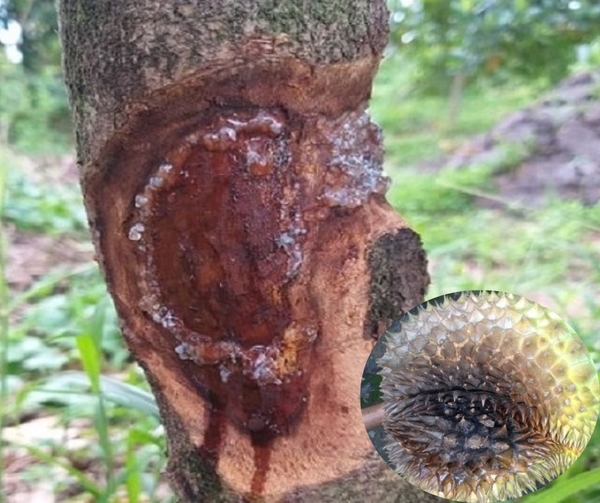 Cây sầu riêng bị xì mủ