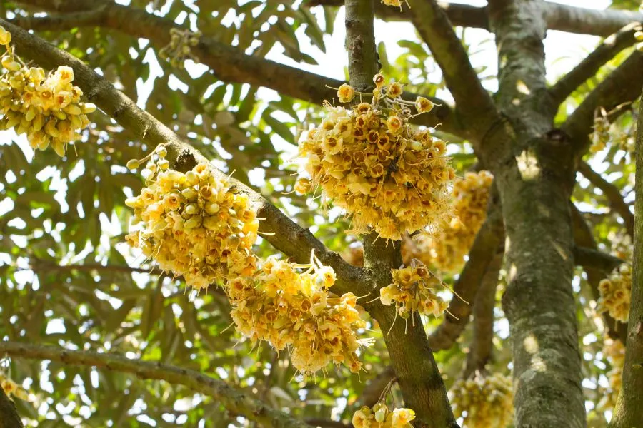 Cây sầu riêng đang ra hoa