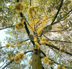 Chăm sóc hoa sầu riêng hiệu quả