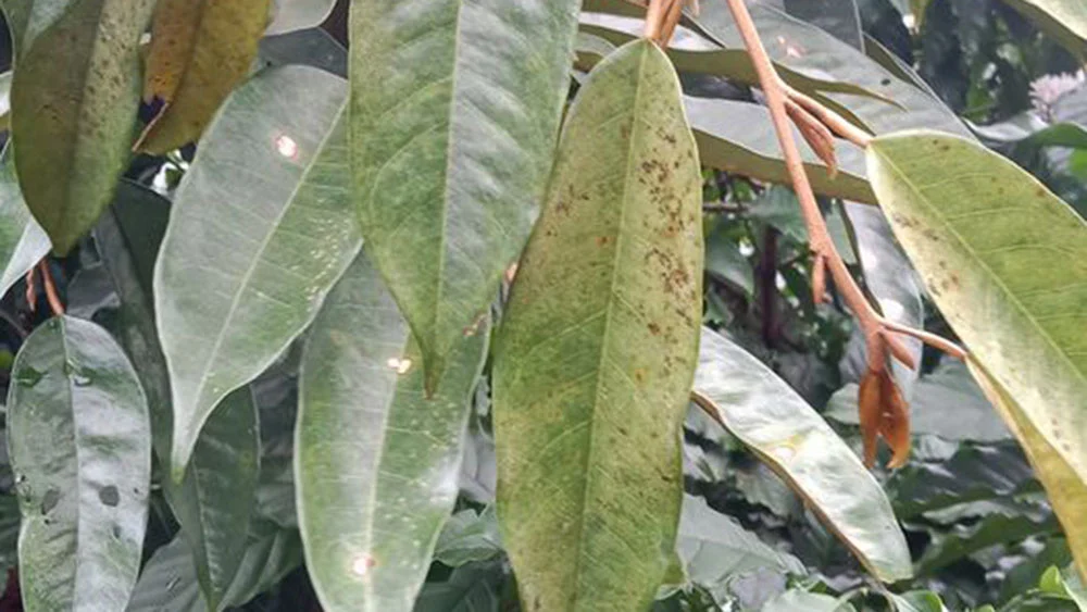 Nhện đỏ trên lá sầu riêng