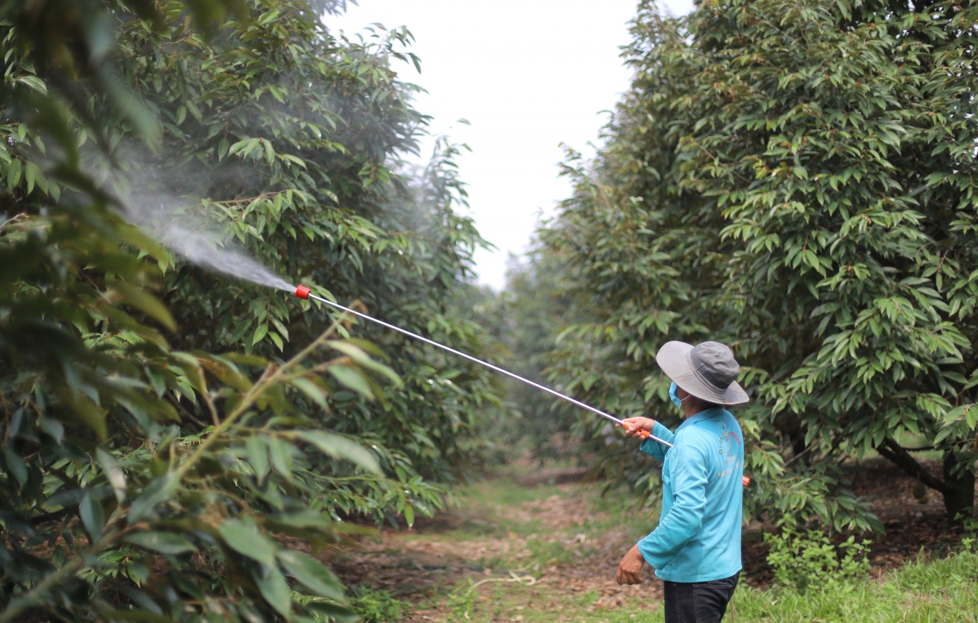 Phun phân bón lá NPK cho sầu riêng