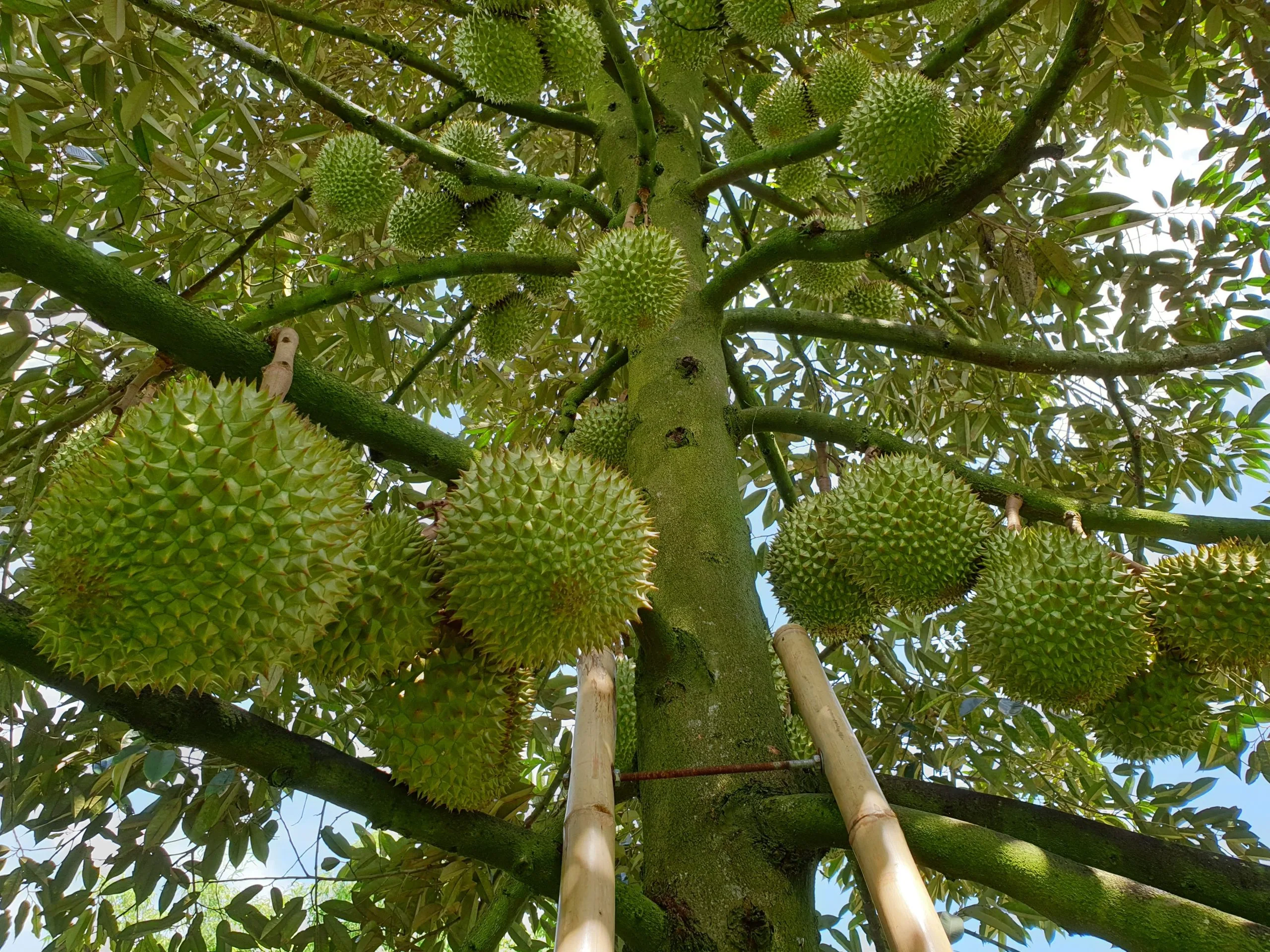 Thu hoạch sầu riêng đúng thời điểm