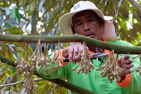 Tỉa chùm hoa sầu riêng