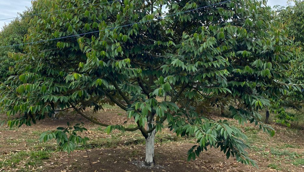 Vườn sầu riêng làm sạch cỏ
